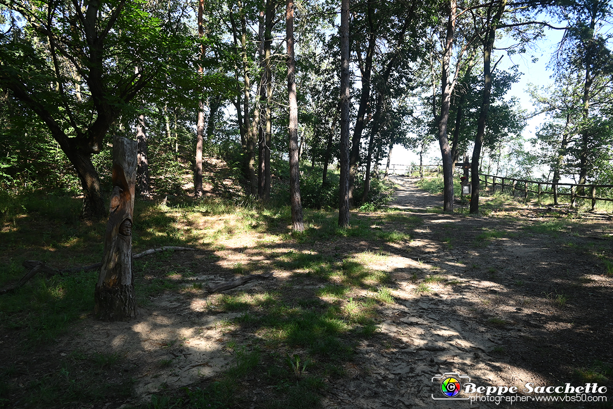 VBS_4753 - Il bosco fatato - Montaldo Roero.jpg